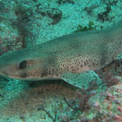 Pinta roja Isla de Ons