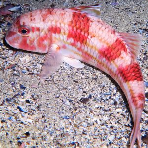 Especialidad PADI Identificación de peces