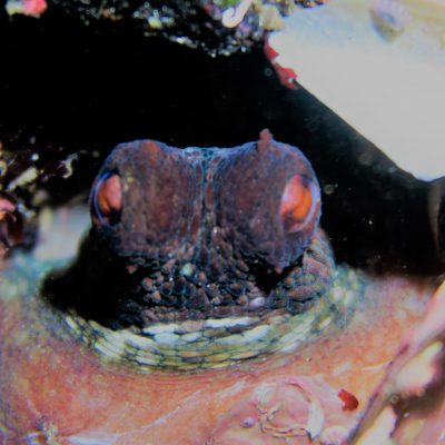 Buceo Open Water y Pulpo Galicia