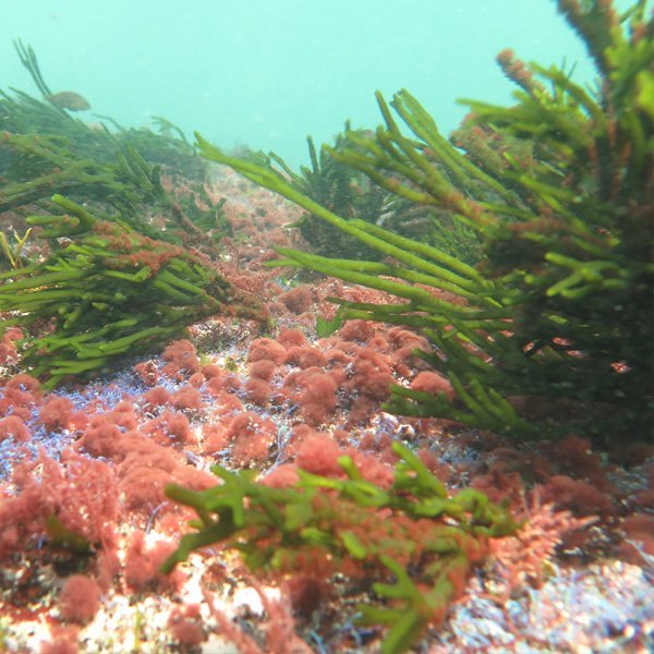 Buceo en las Islas Cies (Vigo) desde Sanxenxo