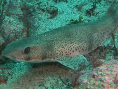 Buceo en las Islas Cíes