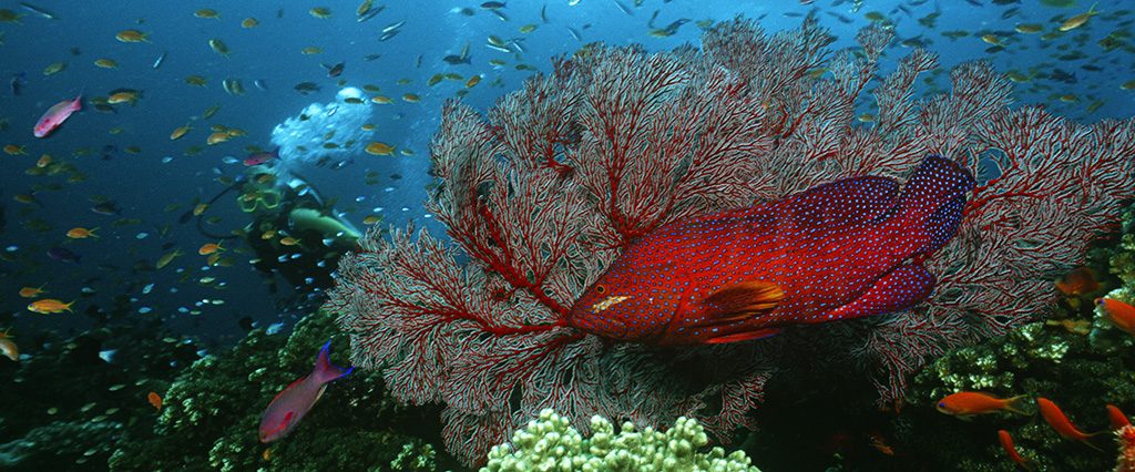 Elegir un Curso de Buceo