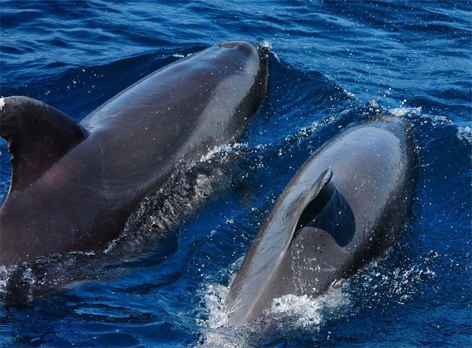 avistamiento de delfines