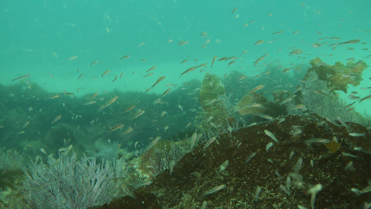 Pared del San Martiño