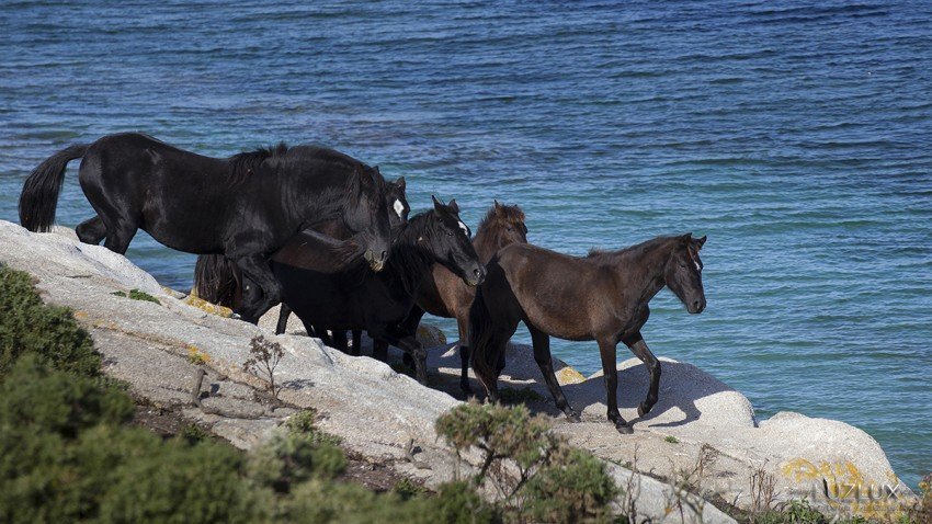 (Caballos salvajes bordeando la costa de la isla de Sálvora)