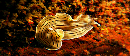 Isla de Sálvora 11 (Un nudibranquio desplazándose sobre los restos del Santa Isabel)