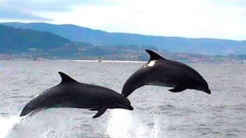 avistamiento cetáceos